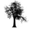 Tree leafless side view silhouette isolated - black - vector