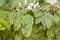 Tree leafs with holes with bites from insects, parasite, worms,