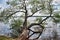 Tree leaning over Malaren lake, Sweden