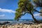 A tree leans over white coral towards the ocean on a briliant bl