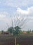 Tree with leave on down part Indian tree scenic beauty natural landscape village image with beautiful sky