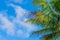 Tree leaves backing by scattered cloud blue sky
