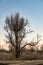 A tree without leaves with bizarrely spread branches stands in the reeds of the road.