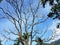 Tree without leaves and the blue sky summer photography