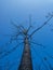 Tree without leaves bottom view against a blue sky, selective focus