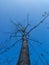 tree without leaves bottom view against a blue sky, selective focus