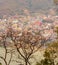 Tree without leaves and a city with various buildings in the blurred background