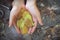 Tree leaves coller yellow green