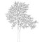 Tree with leaves for coloring book page vector