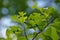 Tree leaves gnawed by pests in forest