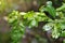 Tree leaves gnawed by pests in forest