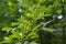 Tree leaves gnawed by pests in forest