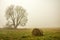 Tree without leaves, hay bale in the meadow, foggy day