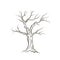 Tree without leaves. Nature sign Floral winter outdoor icon