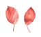 Tree leaves painted in red and pink color watercolor paint. Isolated on white pixel art elements. Bright multicolored artistic mos