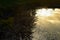 Tree and leaves reflection in a lake around sunset time.