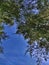 Tree leaves seen from below