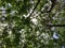 Tree leaves seen from below