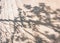 Tree leaves shadow on cement floor statrs step Landscape Nature Abstract background