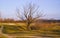 Tree without leaves standing near footpath