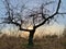 Tree without leaves on a sunset background. The sun penetrates through the rays through the branches of a tree. The trunk of an