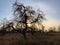 Tree without leaves on a sunset background. The sun penetrates through the rays through the branches of a tree. The trunk of an