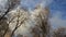 Tree Without Leaves In Winter With Nimbus Cloud