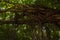 Tree liana forest nature park