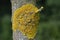 Tree with lichen