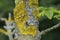 Tree with lichen