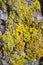 Tree lichens closeup