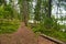 Tree lies in pine forest, Park Mon Repos, Vyborg, Russia