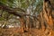 Tree of Life, Amazing Banyan Tree