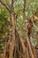 Tree of Life, Amazing Banyan Tree