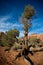 Tree. Life in the desert. Monument Valley.
