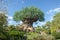 Tree of Life, Disney World, Animal Kingdom