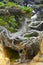 Tree of life, Olympic National Park, Washington, USA