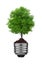 Tree in a lightbulb, green energy concept