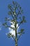 Tree like flower stalk of agave century plant
