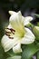 Tree Lily Blossom, common name - Garden Affair