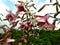 Tree lily Friso, with white and pink flowers.