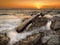 Tree limb on the shore