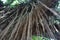 Tree limb with Vines hanging down