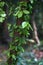 Tree limb with Vines and leaves hanging down