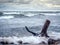 Tree limb washed ashore