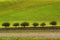 Tree line agriculture fields along a hillside