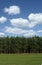 Tree line with cumulus clouds