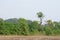 Tree Line next to Plow Land