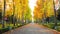 Tree-line promenade, avenua walkway covered in autumn leavs
