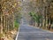 A tree line road in Chaing Mai in the early morning hours